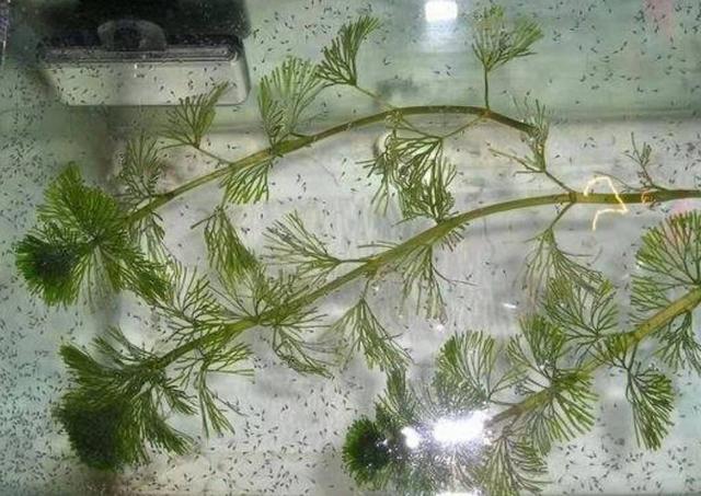 这四种嘴巴很贱的观赏鱼,优点就是很容易繁殖到爆缸!