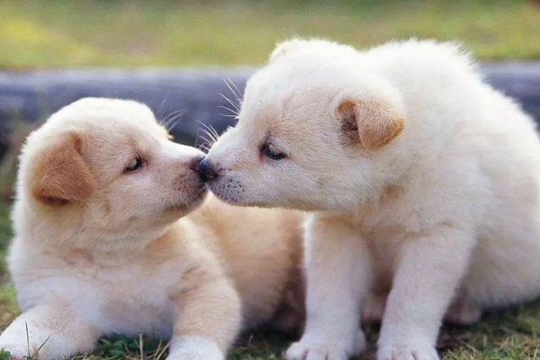 母狗半年发情一次，一次15天！公狗不固定，只受发情的母狗影响！