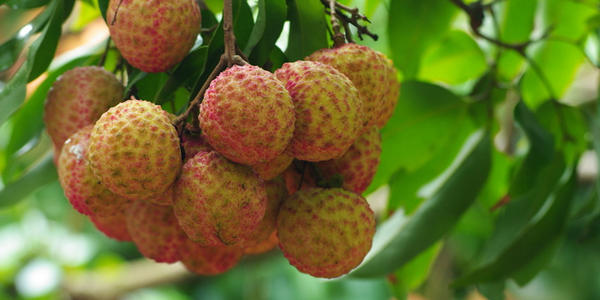 常见荔枝的区别与口感,荔枝是籽小的好还是籽大好