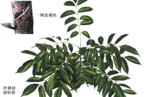 95%生漆产自中国被日本誉为神的血液亚洲的礼物