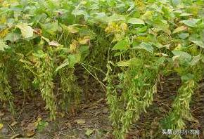 创业养殖农作物,有什么赚钱的农业种植项目