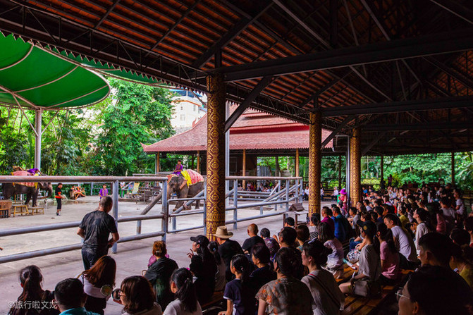 西双版纳曼听公园看大象,西双版纳曼听公园大象体重