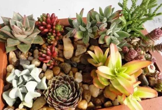 多肉植物夏天养护及浇水技巧经验,多肉植物什么时间段晒太阳最好