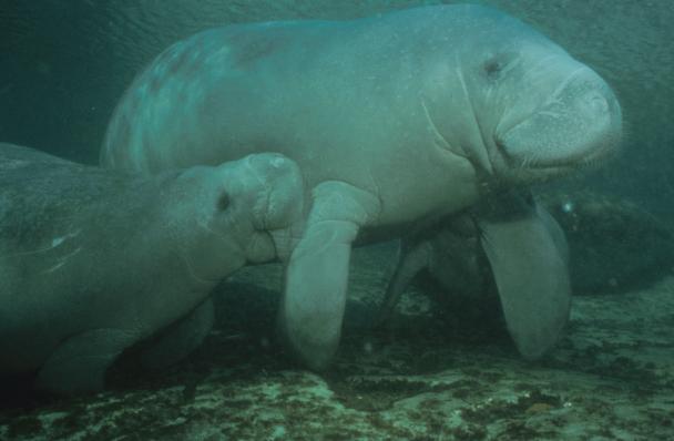 奇丑的人鱼图片,人鱼到底长什么样子