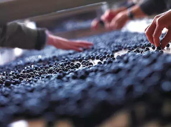 酿酒大师藏酒篇,酿酒大师酱香酒