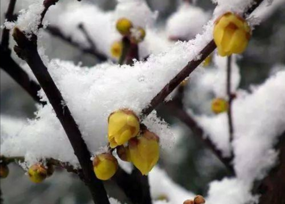 花卉怎么保温过冬,花草怎样降温效果最好