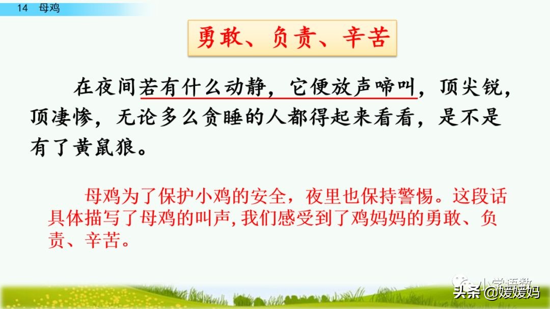 四年级下册第13课小练笔仿写母鸡,四年级下册14课母鸡的预习完整版