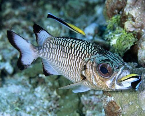 观赏鱼种类大全,观赏鱼鲨鱼的种类