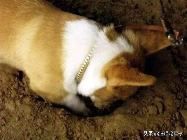 基基复唧唧，柯基战斗机，使出必杀技，底盘更贴地！