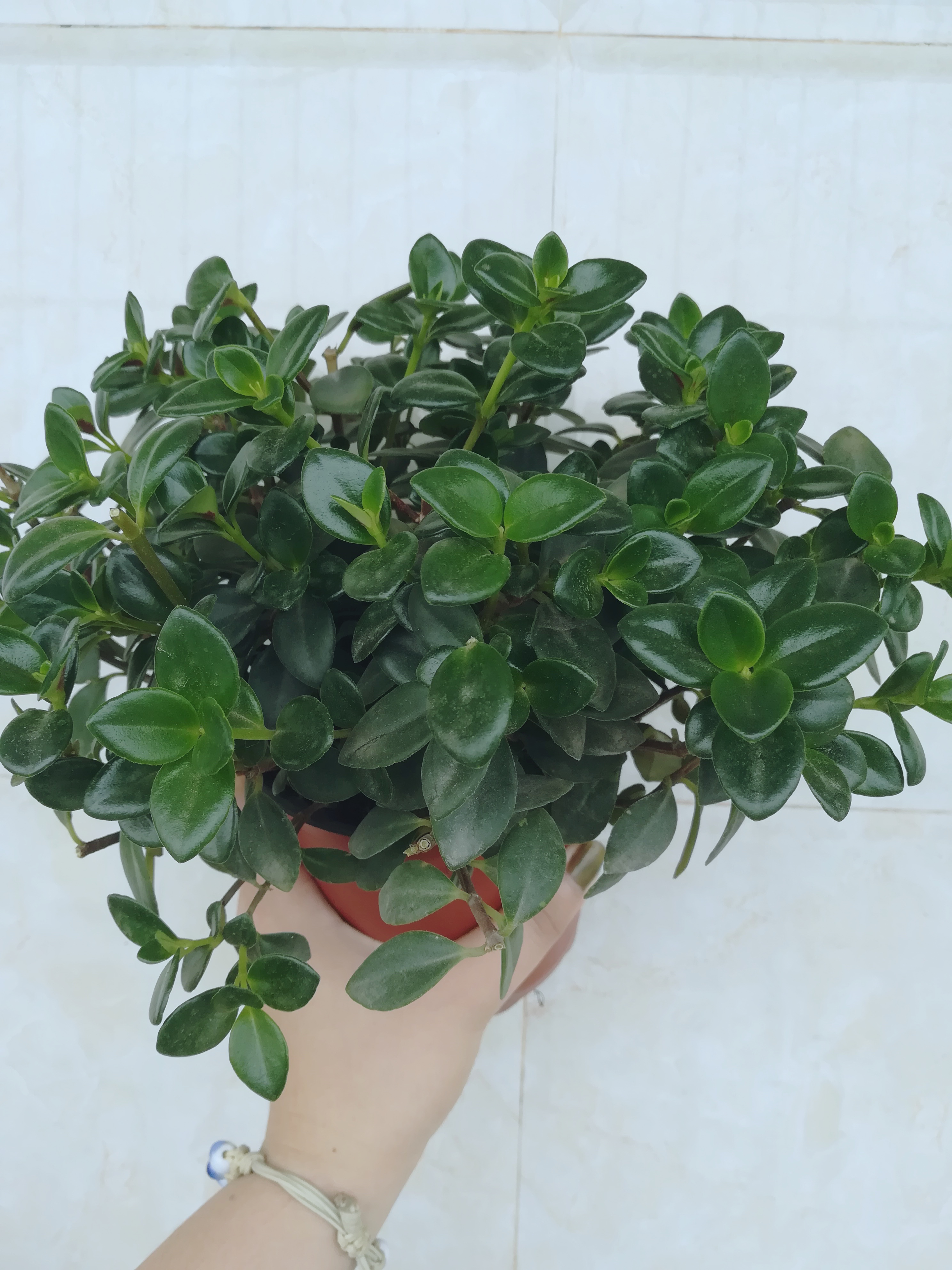 金鱼吊兰掉叶了怎么修剪,金鱼吊兰分了好几个叉怎么修剪