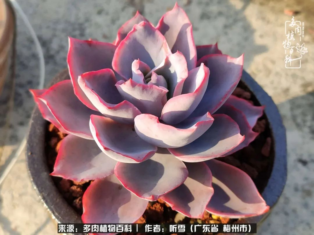 遇见多肉感恩生命中所有的相识,爱上多肉是个压力山大的事