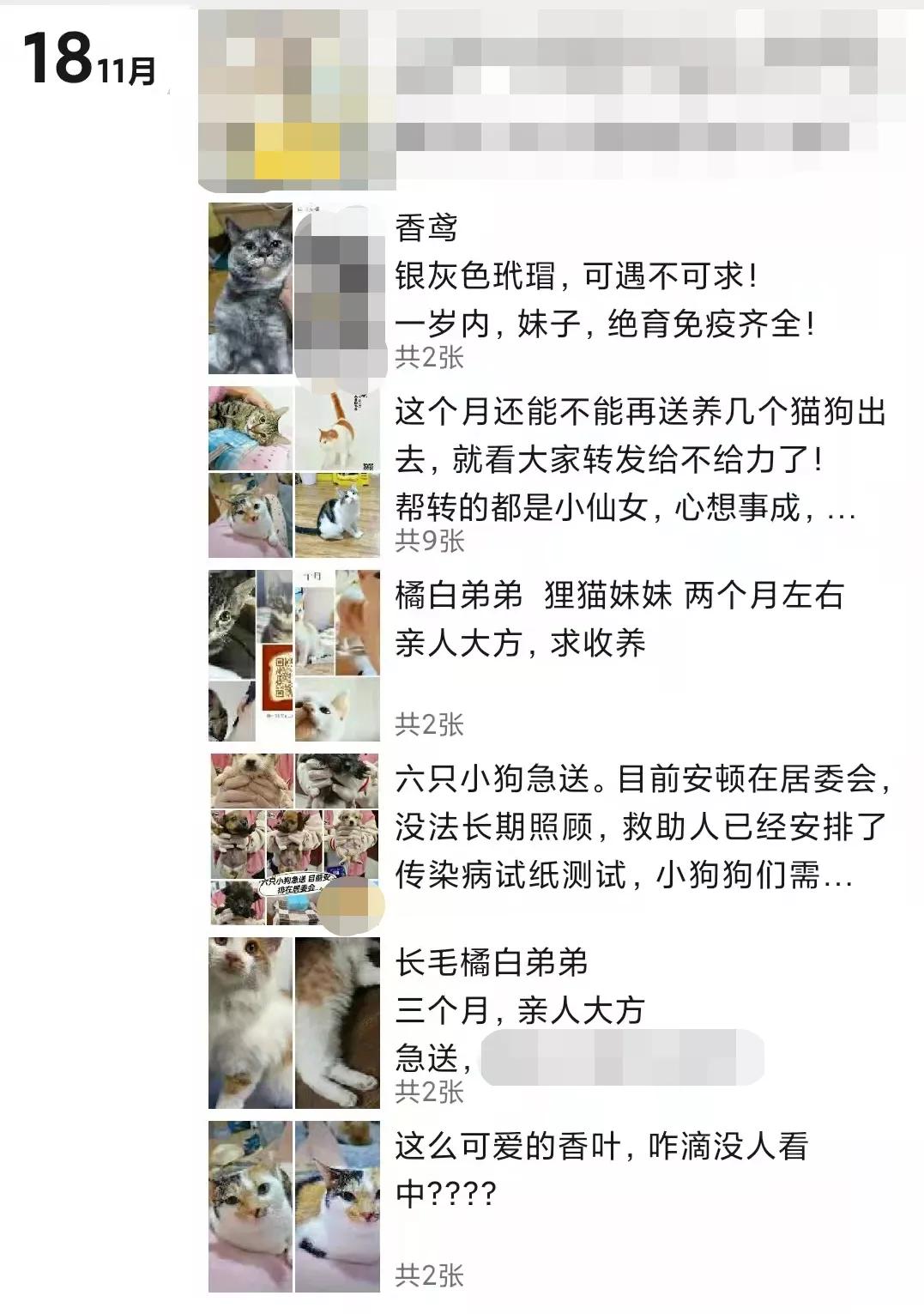 想领养狗狗却找不到地方,想领养一只猫咪又怕不会养