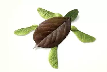 有多少种各种各样的小动物呢,用落叶做可爱的小动物