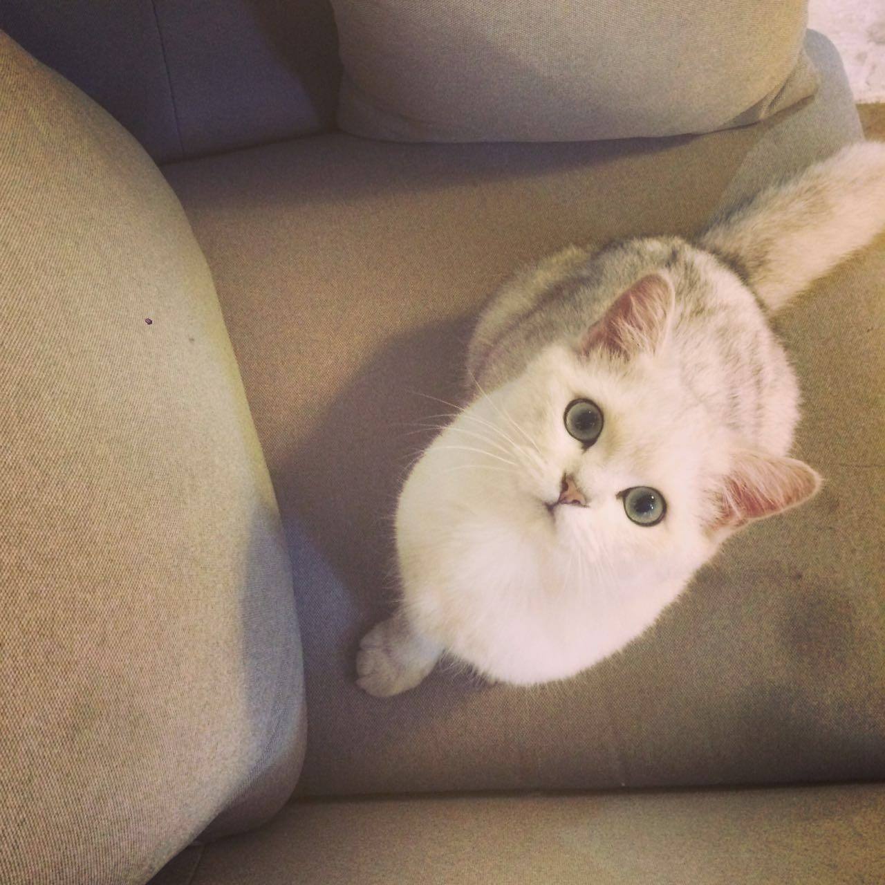 为什么猫咪对人的态度不同,猫咪对人和对猫的态度是一样的吗