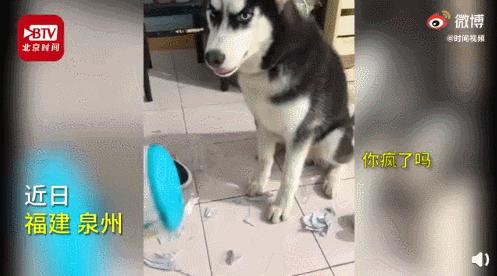 白柯基妈妈生宝宝,白狗妈妈生了一窝黑狗