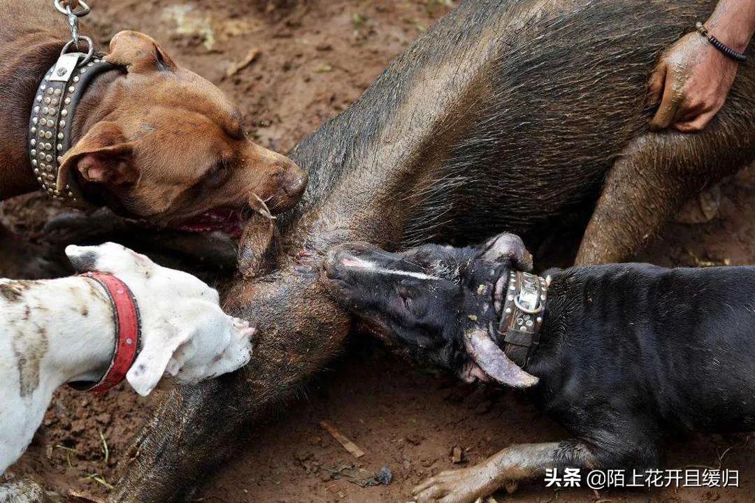 野猪下山拱地视频,野猪下山偷袭人