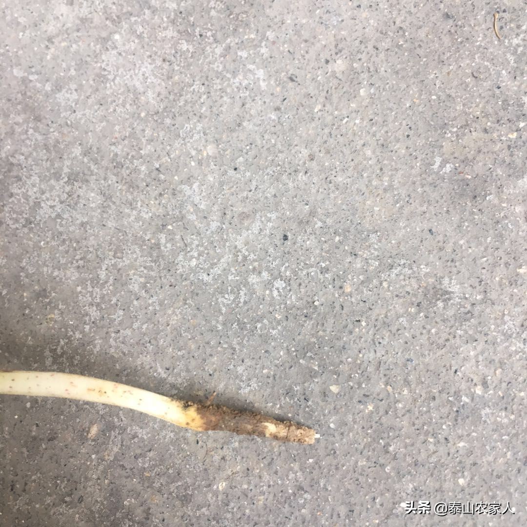 机械化棉花移栽器补苗方法,棉花出苗总不好是什么原因