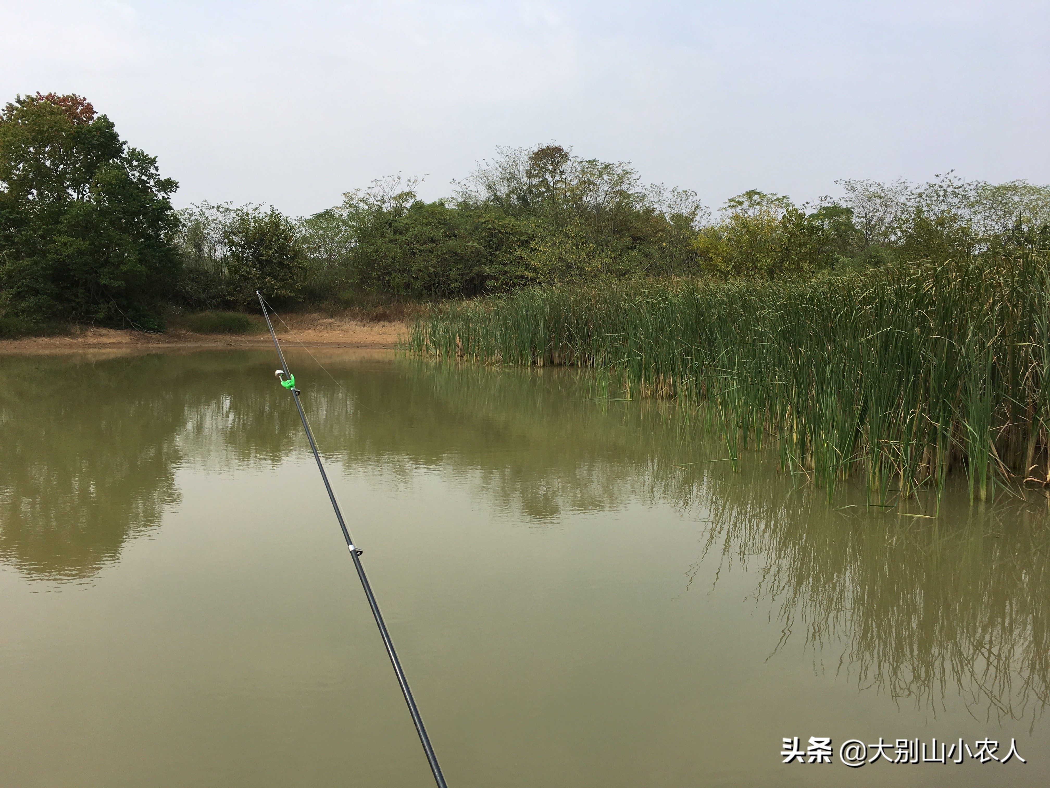 冬季海竿串钩钓鲫鱼绝招,秋冬季节海竿串钩钓大板鲫