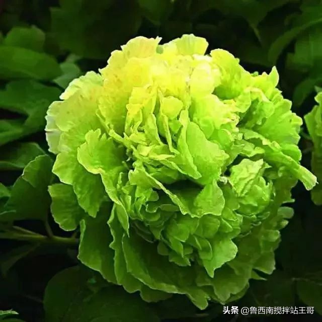 牡丹十大品种九大花系,牡丹进口品种图片及名称