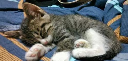 养猫怎么喂养小猫,新手养猫准备接猫咪需要买什么