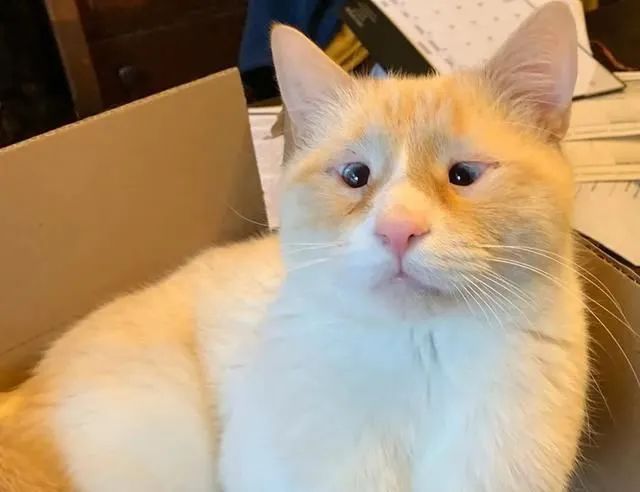 猫咪圆眼睛和竖眼睛,猫小时候眼型不圆