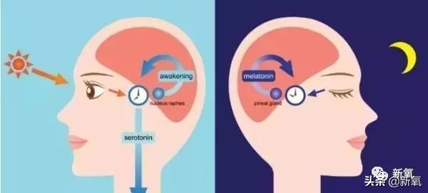 菜市场照猪肉的灯能美白吗,菜市场照肉的灯