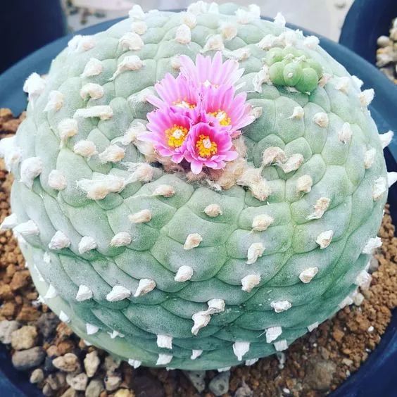 世界上最昂贵的花一朵价值1500万,世界上最高贵的花典雅图文