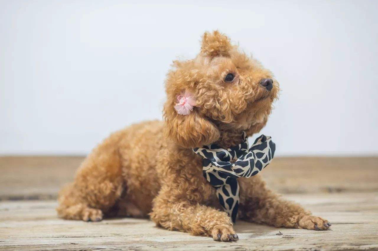 犬腰椎间盘疾病的部位,狗腰椎间盘突出的治疗方法