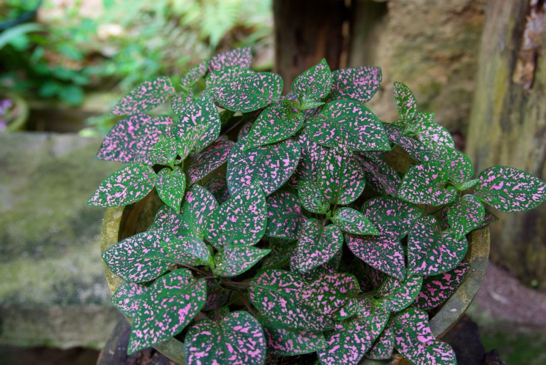 三种花最养人高端大气有档次,3种花便宜又好养