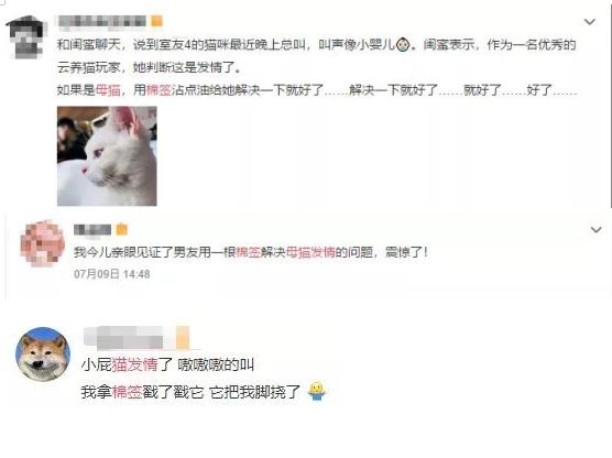 辟谣！猫咪发情用棉签可以止住？小心猫咪患上子宫蓄脓