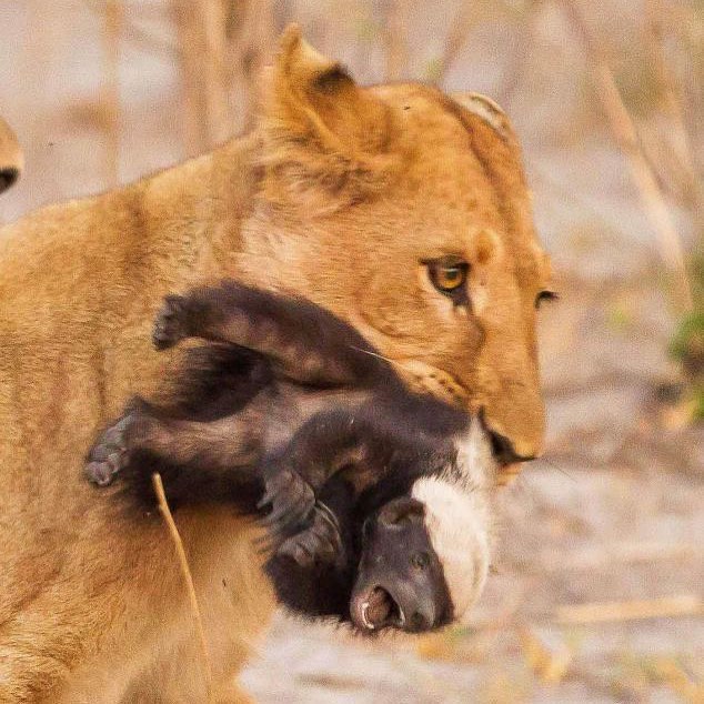 平头哥天敌蜜獾是什么,平头哥蜜獾的4大天敌