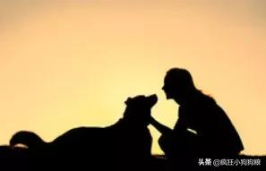 战斗力最强的土狗是什么品种,这40种土狗其实都是超酷的品种犬