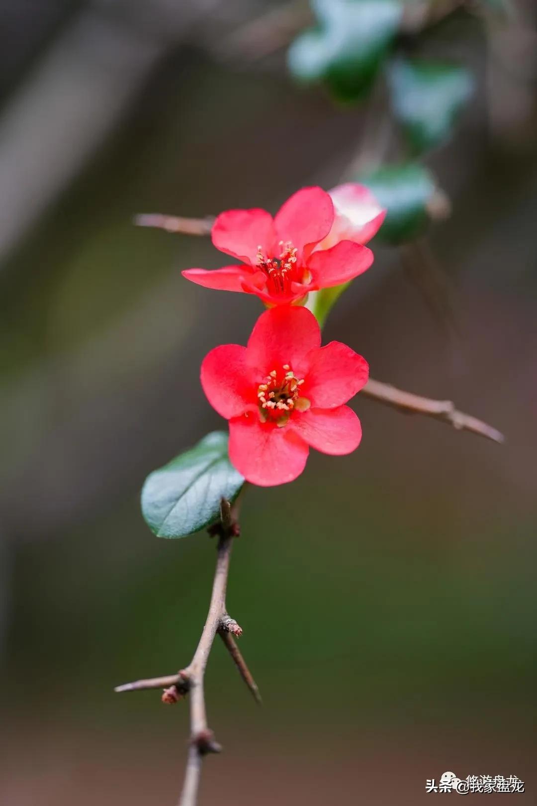 100张照片一百种幸福,100张图片带你去云南