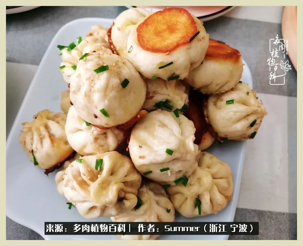 多肉小白新手入门,多肉新手上路请多指教