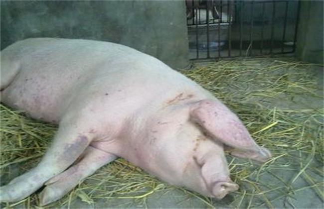 母猪厌食30天流产什么原因,母猪厌食的症状都有哪些