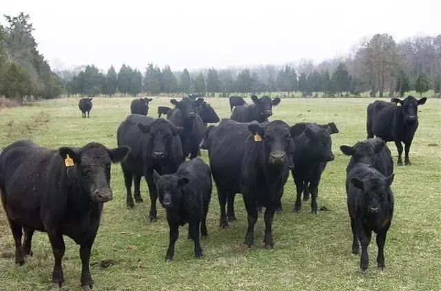 世界顶级牛肉是什么牛,世界最顶级的牛肉视频