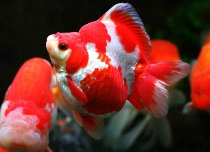 金鱼为什么养着养着就变了颜色,金鱼怎么养才能越来越红