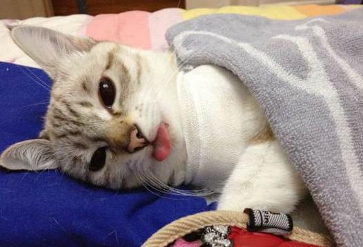 猫咪膀胱结石频繁上厕所尿少,猫咪排尿困难引起便血怎么办