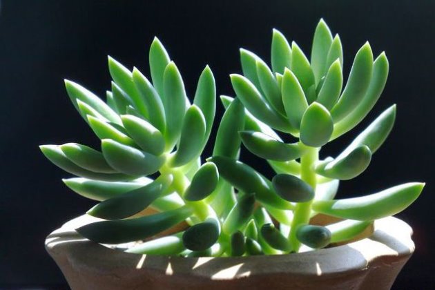 千佛手烂叶子怎么办,千佛手长了白霉怎么办