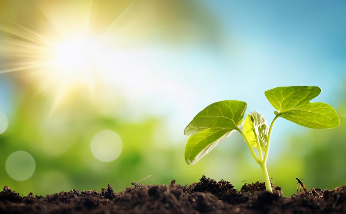 一年之计在于春的优秀作文,一年之计在于春优秀作文