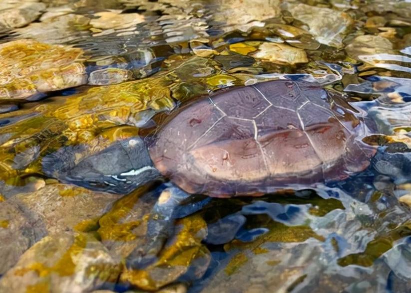 放生变杀生？北京发现两只放生的中华草龟，专家：冬天会冻死