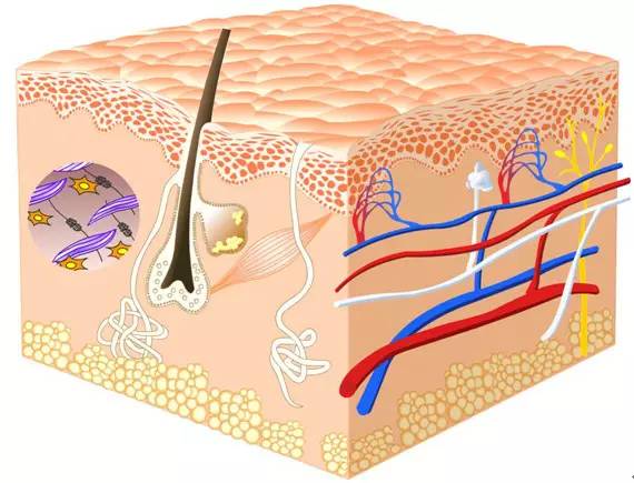 化妆品各种成分的作用,化妆品有害成分一览表