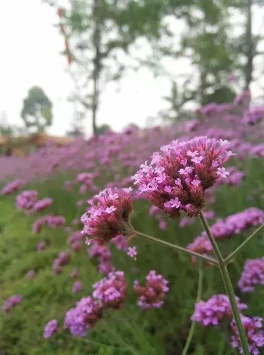 乐山大佛为何不属于石窟,乐山不止有大佛还有美食