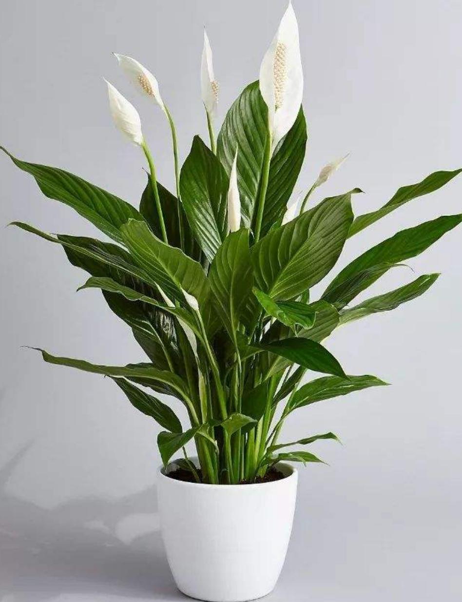 三种花浇水浇不死,盆栽花卉缺水叶片萎蔫要立即浇水