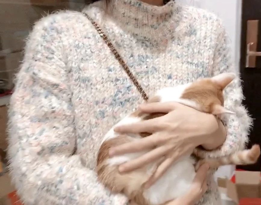 怎么预防猫咪对人的危害,怎样预防猫咪各种疾病