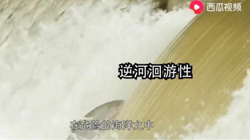 动物竟然有超能力！是不是嫉妒了？看西瓜视频告诉你怎么匪夷所思