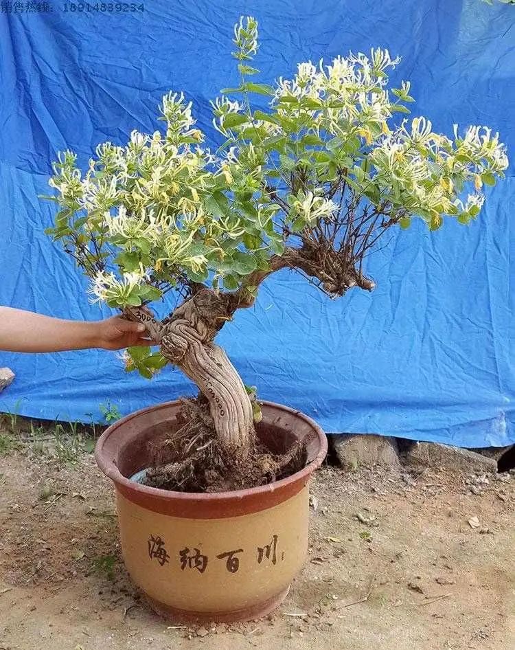 金银花盆景根怎么变粗,金银花盆景的造型与管理