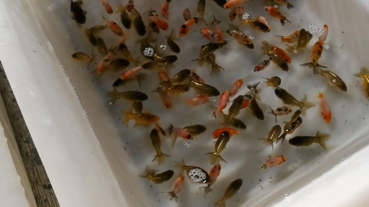 淡水水族馆观赏鱼市场,废弃花鸟市场捡漏观赏鱼