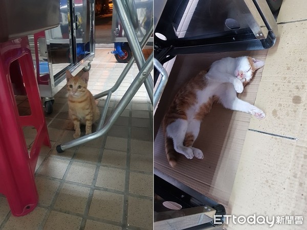 给浪喵饲料整桶不见? 调监视器发现2狗偷吃+外带