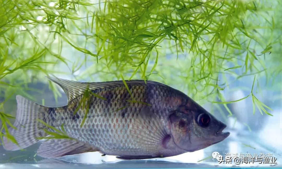 北方江河常见水生生物,陆生生物水生生物有哪些